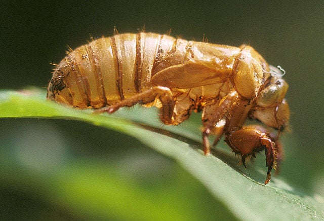 locust vs cicada locust vs cicada