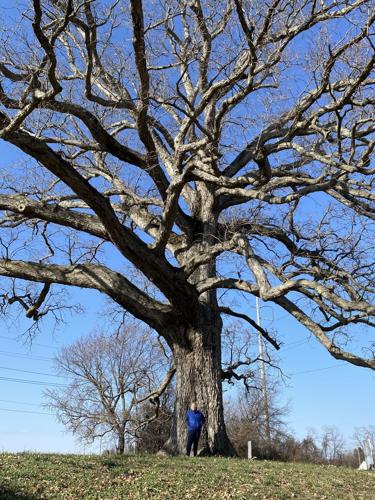 Chestnut Hill Road oak tree