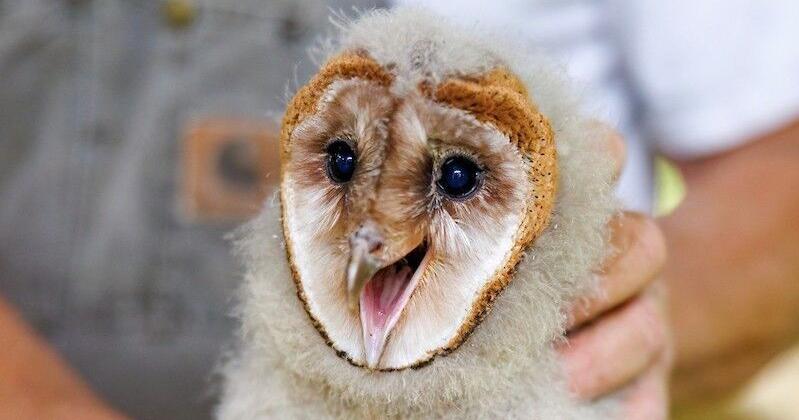 Barn owl cam receives worldwide attention