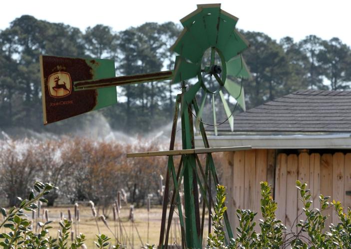 PHOTOS Blueberry Bushes Frost Protection Features