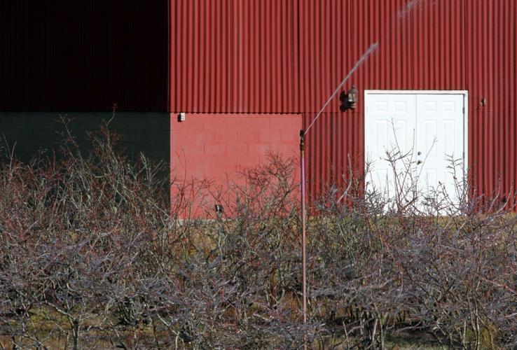 PHOTOS Blueberry Bushes Frost Protection Features