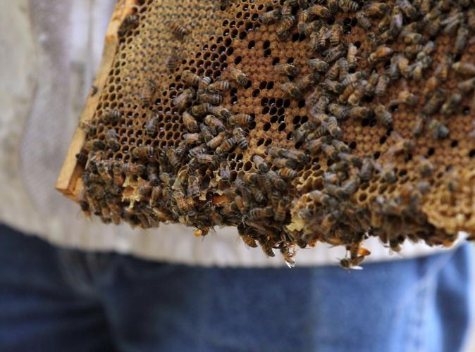 PHOTOS Turkey Quarter Creek Apiary Local News