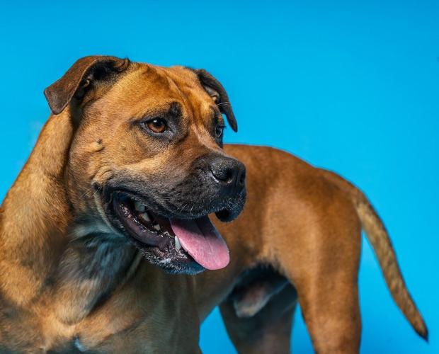 Colonial Capital Humane Society Pet Adoption March 2024 Features