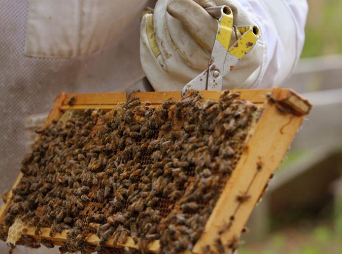 PHOTOS Turkey Quarter Creek Apiary Local News