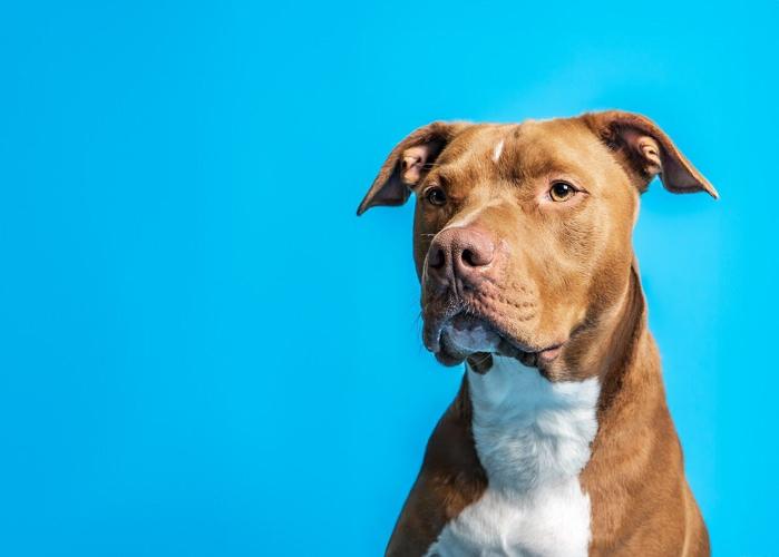 Colonial Capital Humane Society Pet Adoption March 2024 Features