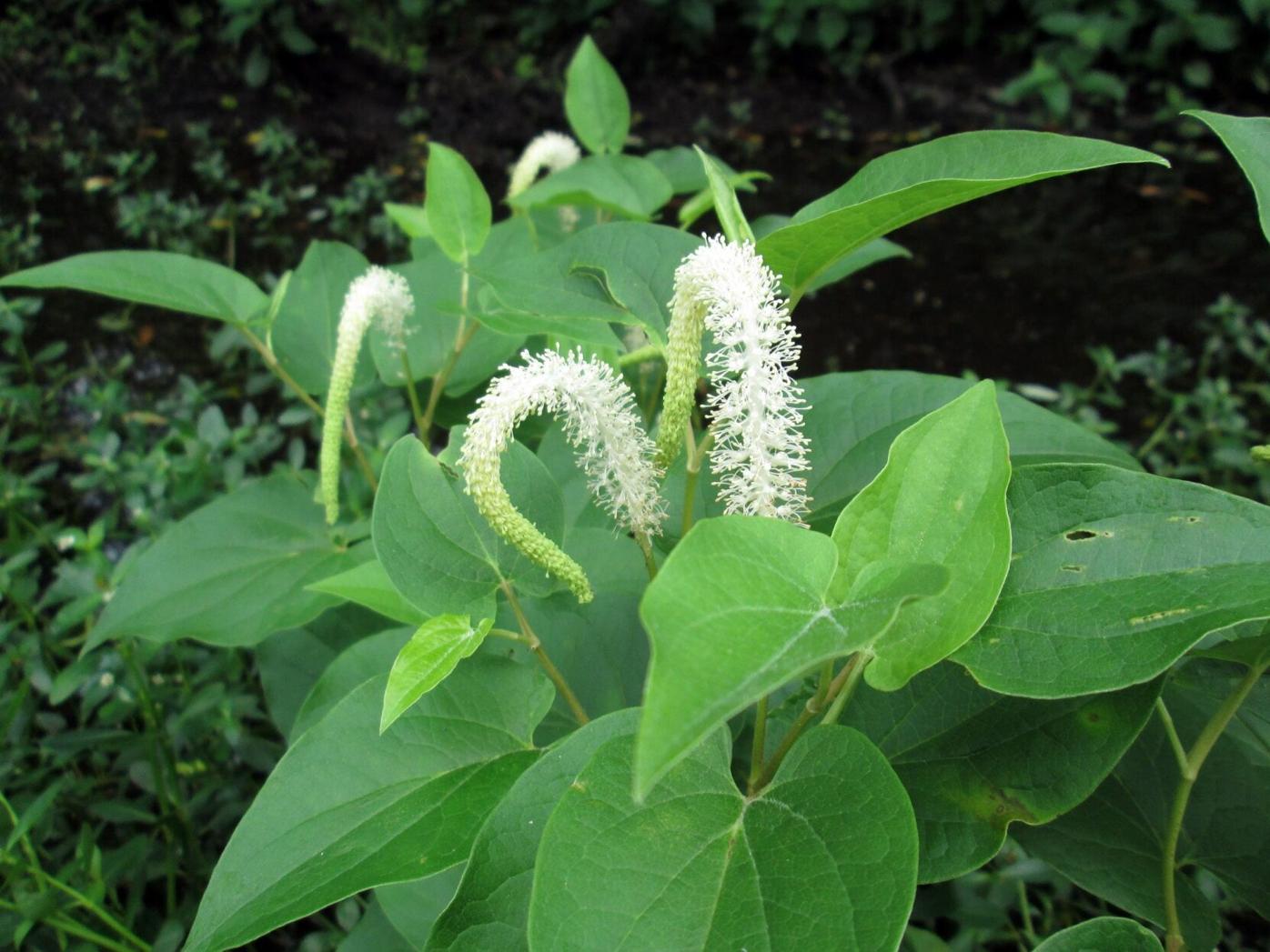 images of lizard tail plant