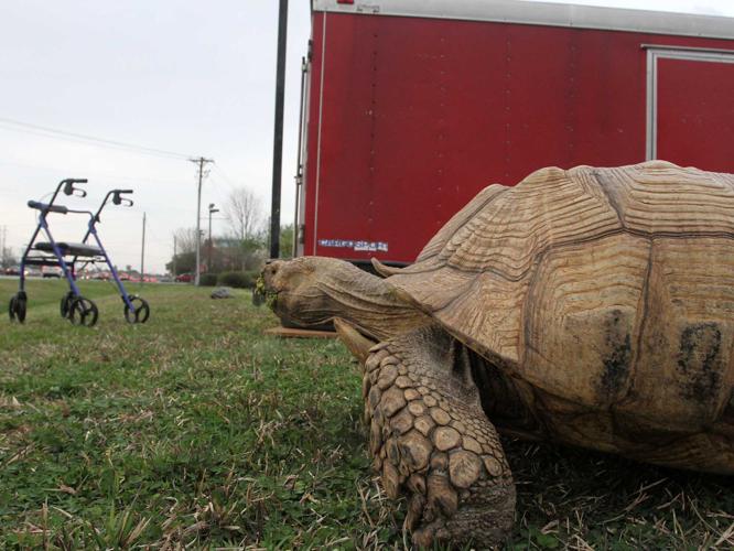 Seeking Sid: 75-pound tortoise on the loose in WNC, owner