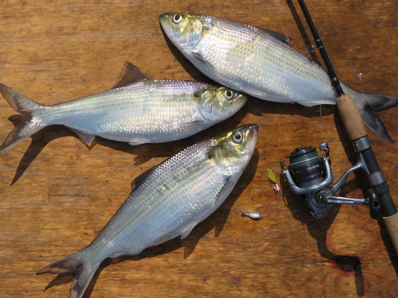 Sun Journal Outdoor Column: Shad Say Spring is Coming