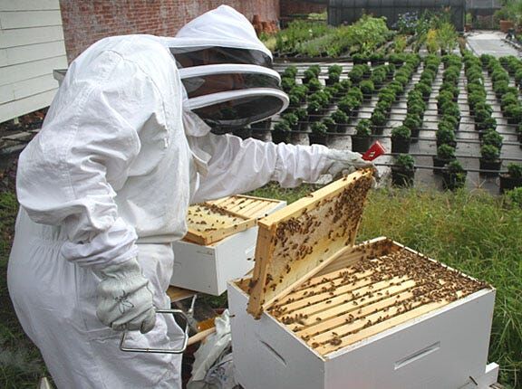 Beekeeping  N.C. Cooperative Extension