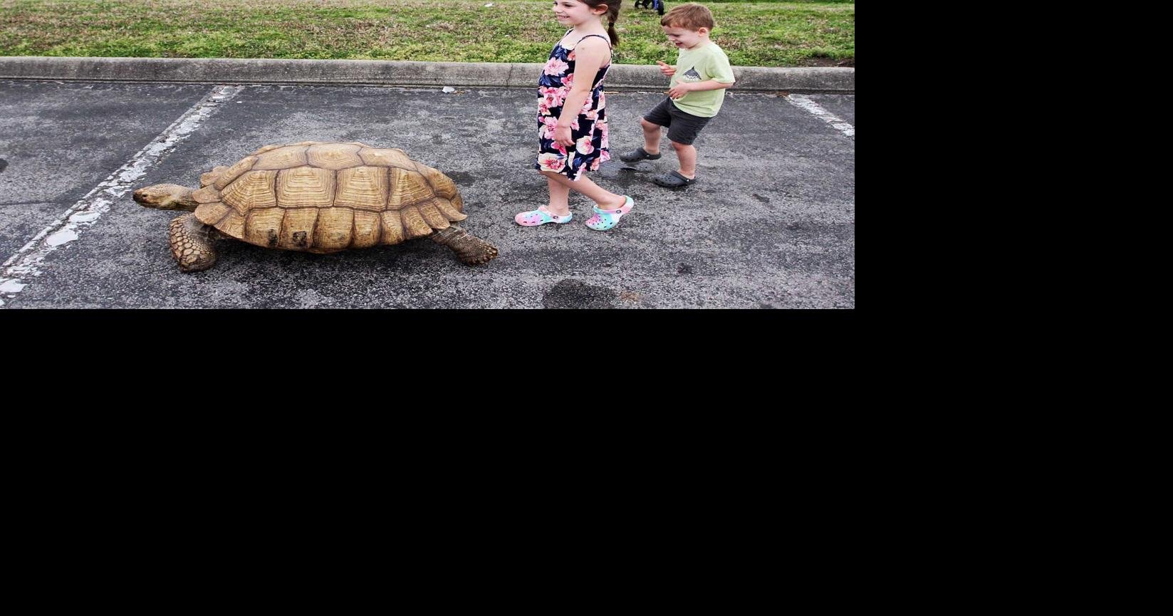 Seeking Sid: 75-pound tortoise on the loose in WNC, owner