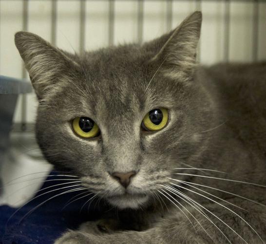 Colonial Capital Humane Society Pets of the Week Local News