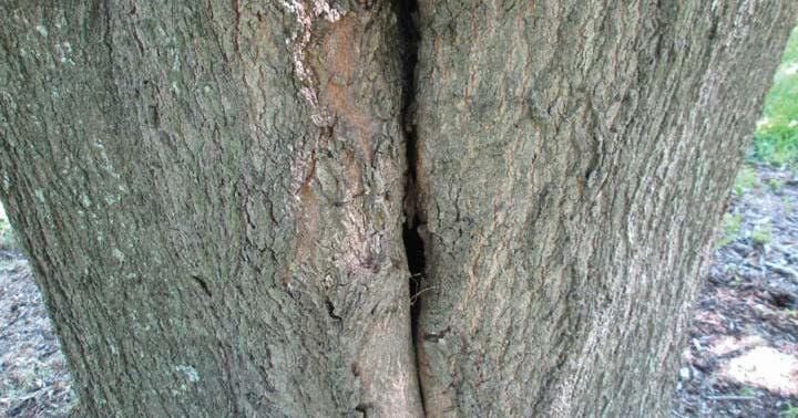 Home and Garden: Watch for signs of root rot, wood decay in trees ...