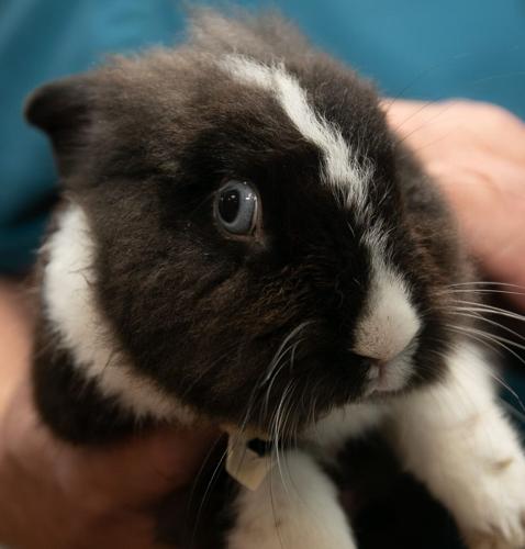 Craven-Pamlico pets of the week | Local News | newbernsj.com