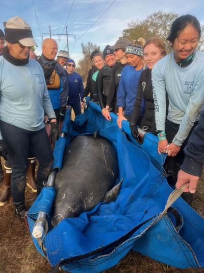 Distressed manatee rescued from Tar River | News | newbernsj.com