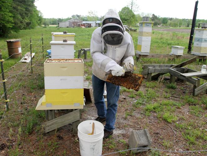 PHOTOS Turkey Quarter Creek Apiary Local News