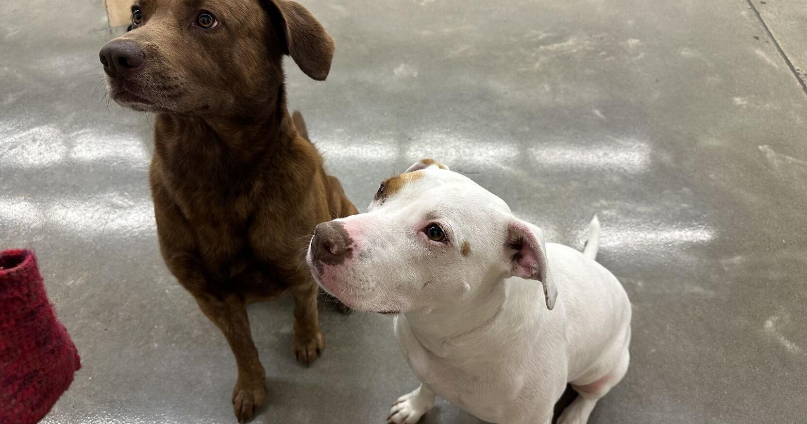 It takes a village: Locals provide care for abandoned dogs, searching for their forever home - Vimarsana News