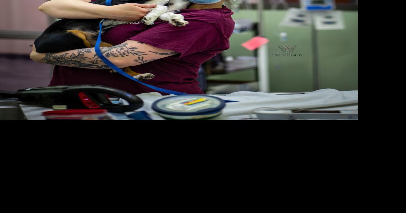 No-cost spay and neuter clinic supports veterans