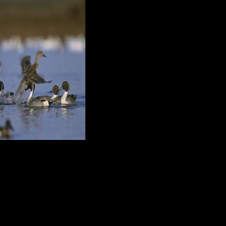 Outdoors column: Where are all the ducks? | Sports | newbernsj.com