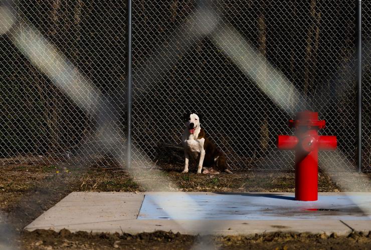 Colonial Capital Humane Society holds ribbon cutting for new 2.2