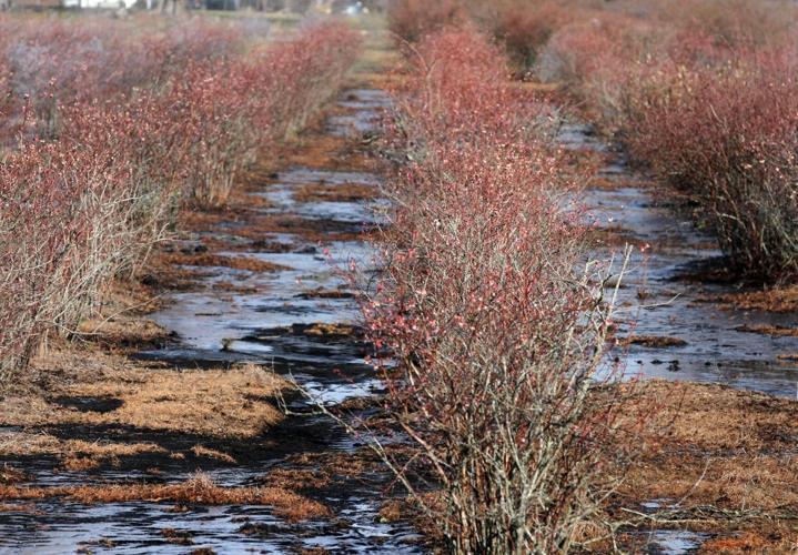 PHOTOS Blueberry Bushes Frost Protection Features