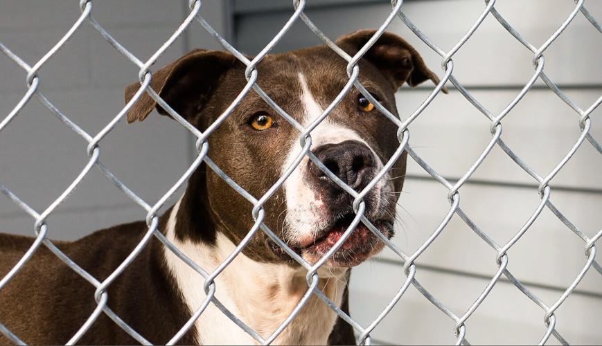 Colonial Capital Humane Society holds ribbon cutting for new 2.2