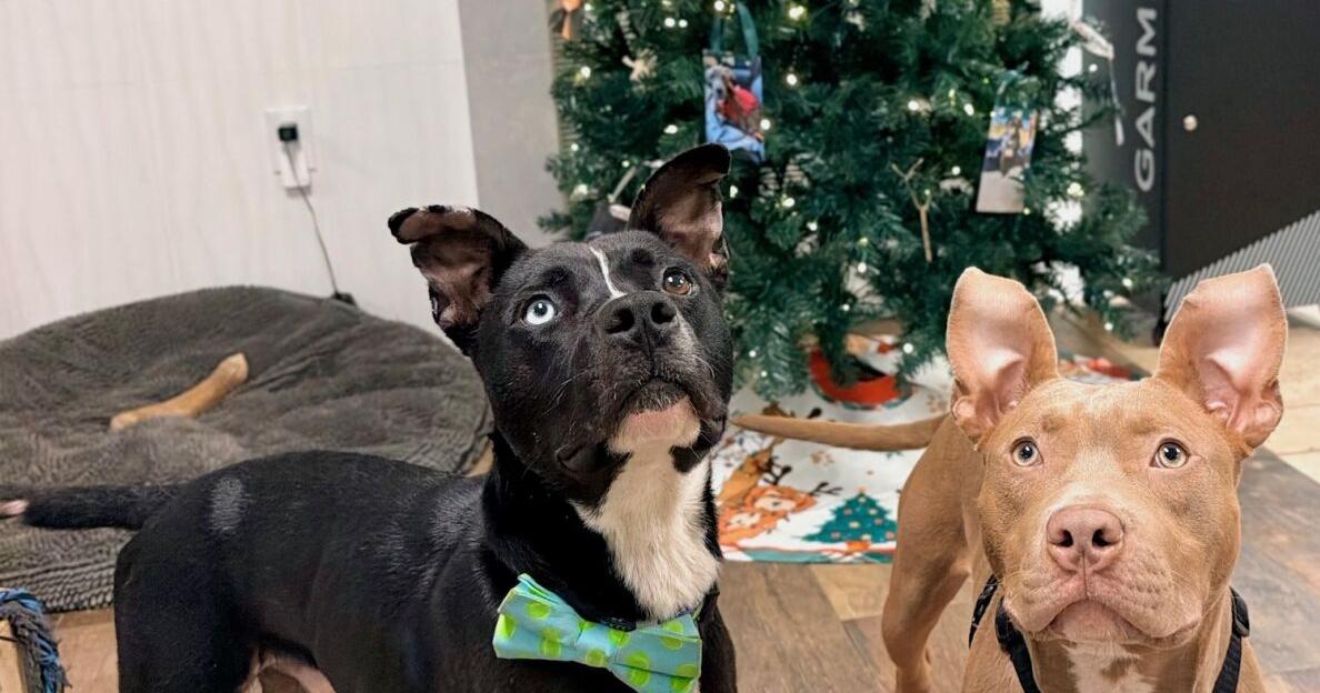 Businesses support angel trees for dogs, cats