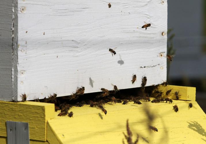PHOTOS Turkey Quarter Creek Apiary Local News