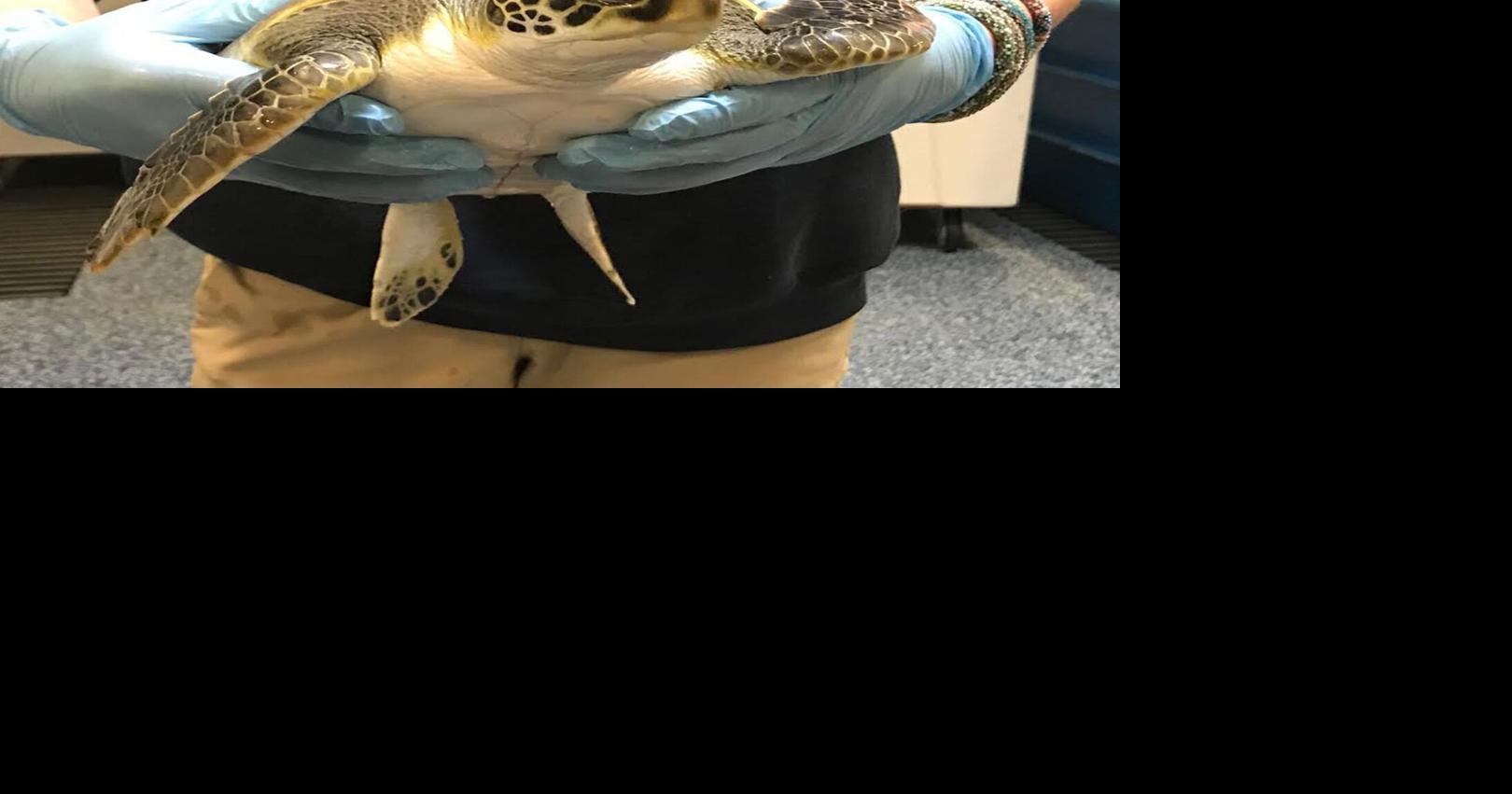 Weather is bringing increase in coldstunned sea turtles Local News