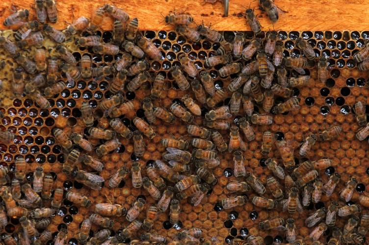 PHOTOS Turkey Quarter Creek Apiary Local News