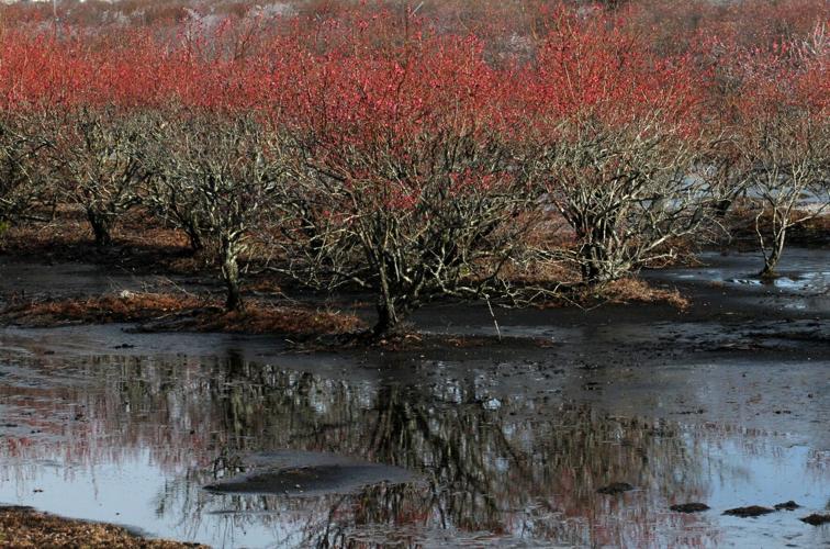 PHOTOS Blueberry Bushes Frost Protection Features