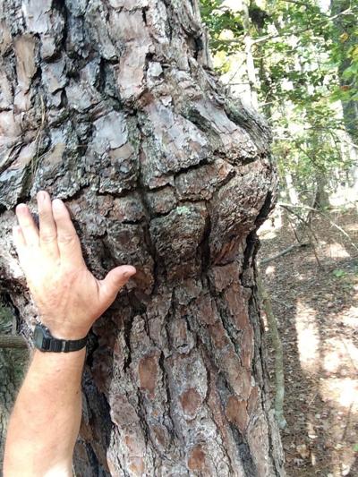 Swollen Tree Loblolly bulges aren't signs of disease | Features | newbernsj.com