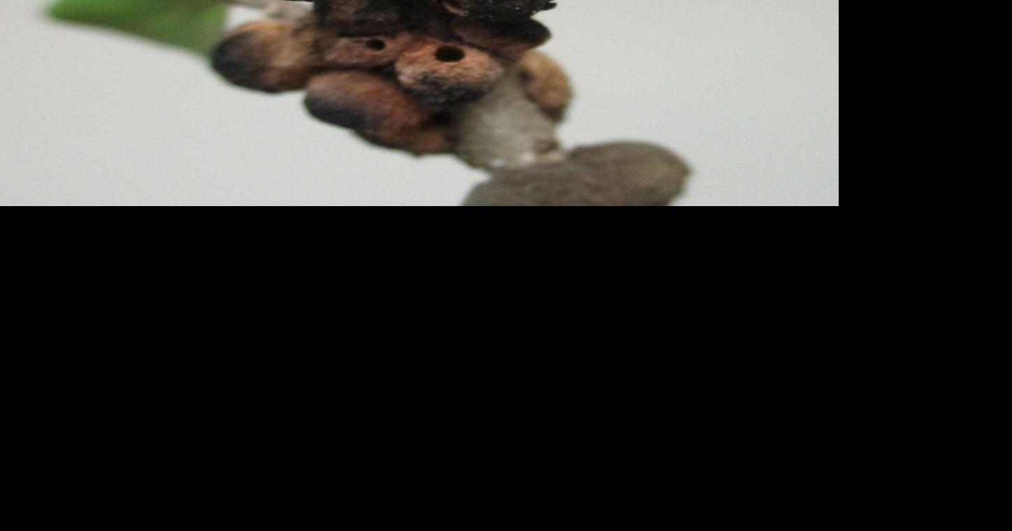 What galls on trees can mean | Features | newbernsj.com