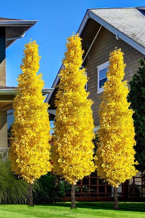 Ask A Master Gardener – The Ginkgo Tree: A Real Dinosaur