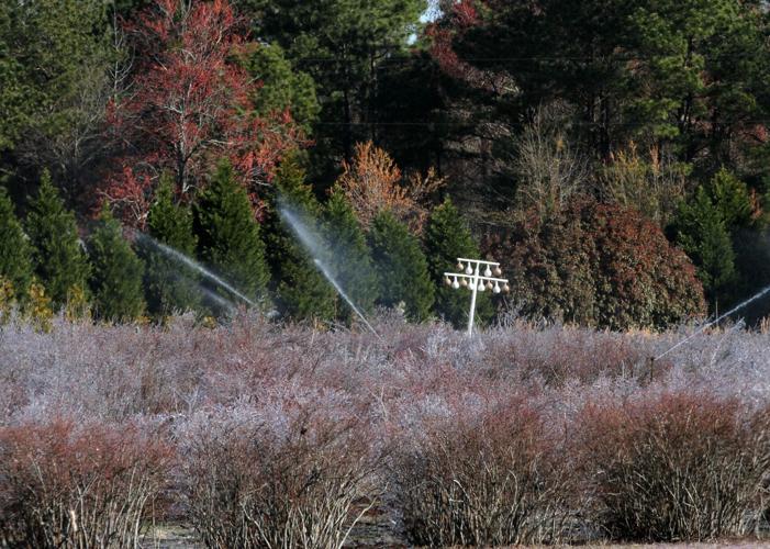 PHOTOS Blueberry Bushes Frost Protection Features