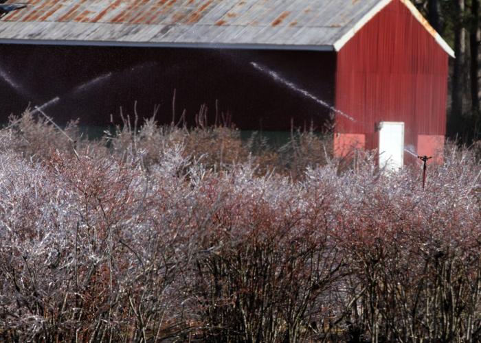 PHOTOS Blueberry Bushes Frost Protection Features