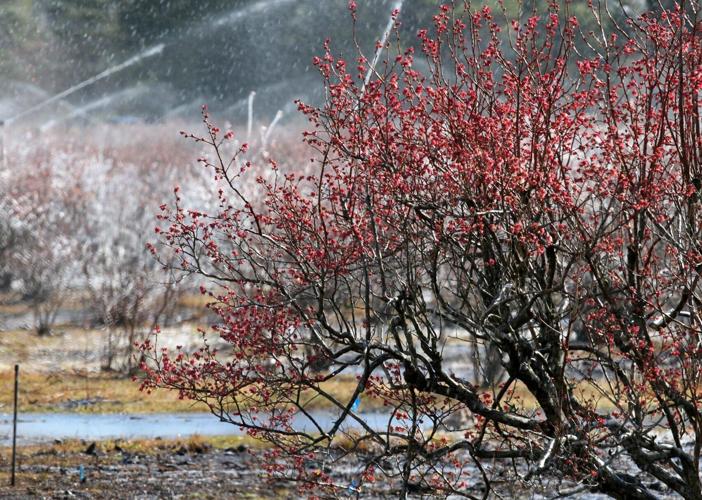 PHOTOS Blueberry Bushes Frost Protection Features