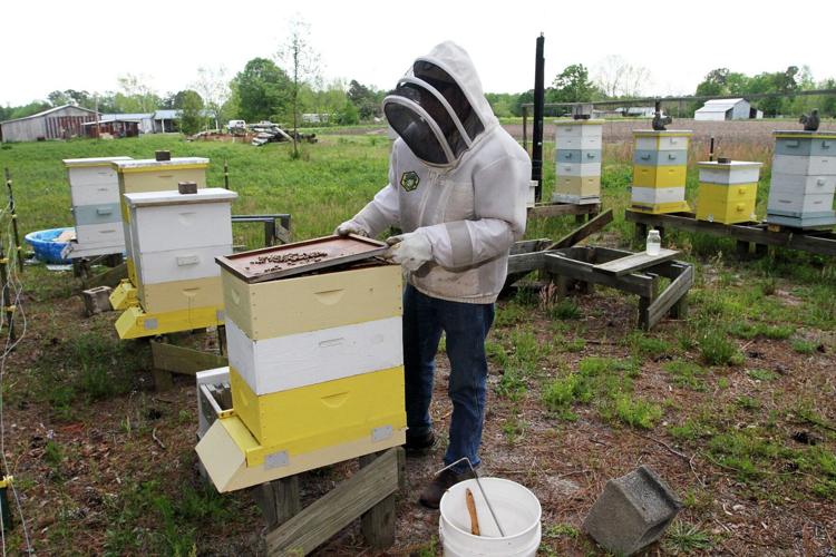 PHOTOS Turkey Quarter Creek Apiary Local News