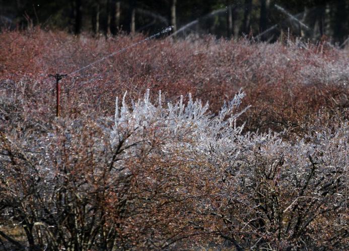 PHOTOS Blueberry Bushes Frost Protection Features