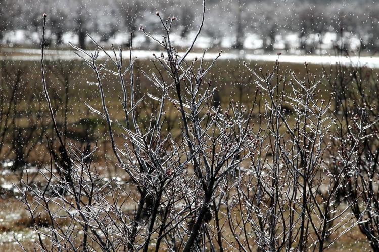 PHOTOS Blueberry Bushes Frost Protection Features