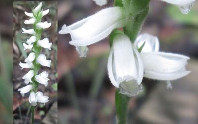 Taking a closer look at our native Spiranthes species | Features ...