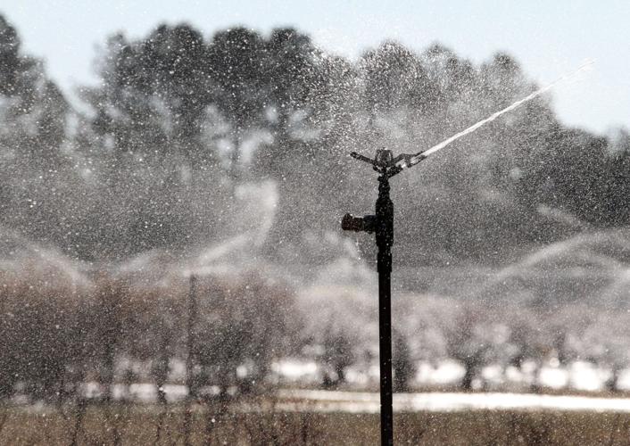 PHOTOS Blueberry Bushes Frost Protection Features
