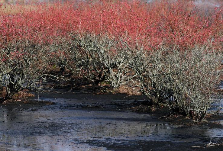 PHOTOS Blueberry Bushes Frost Protection Features