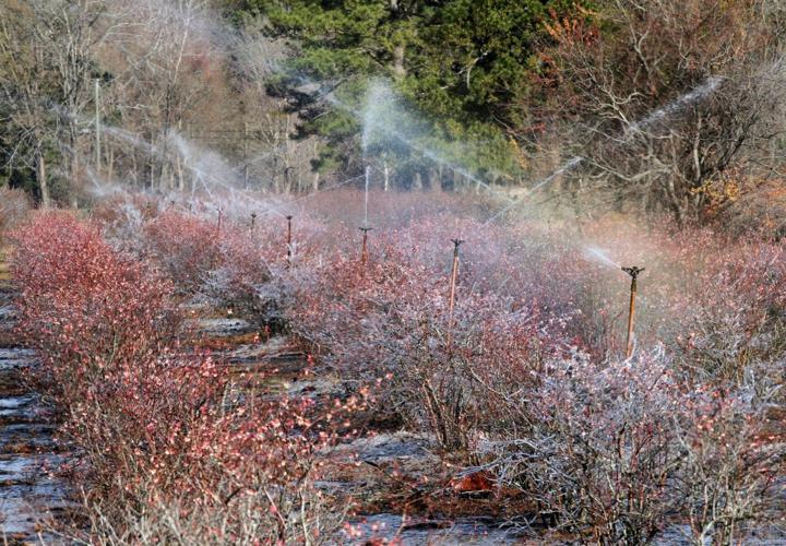 PHOTOS Blueberry Bushes Frost Protection Features