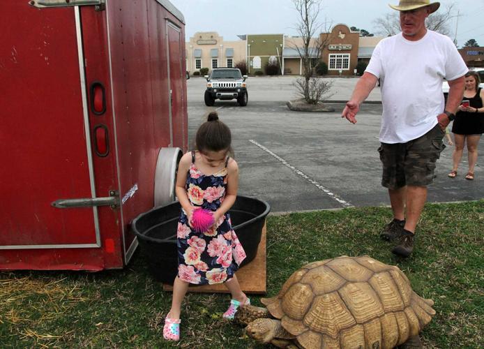 Seeking Sid: 75-pound tortoise on the loose in WNC, owner