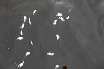 Why Fish Kills are a symptom of a much broader problem | Local News ...