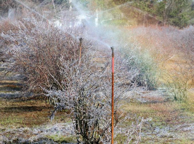 PHOTOS Blueberry Bushes Frost Protection Features