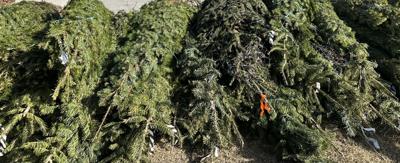 Consider recycling your live Christmas tree this year, plus information on  proper artificial tree disposal | News | newbernsj.com