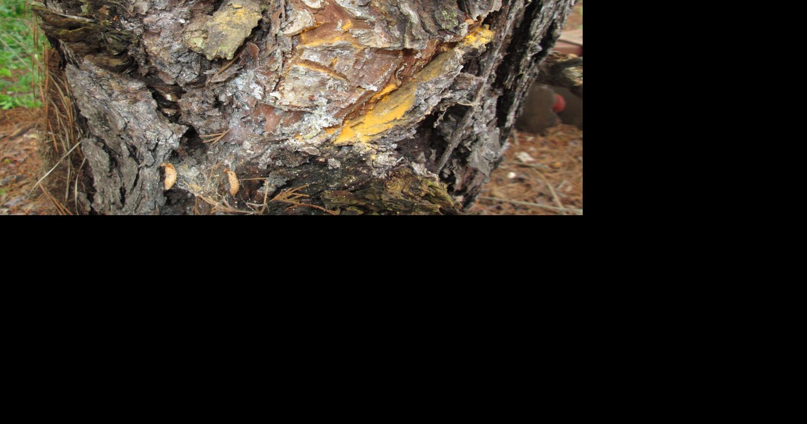 Fusiform rust can cause pine problems | Features | newbernsj.com