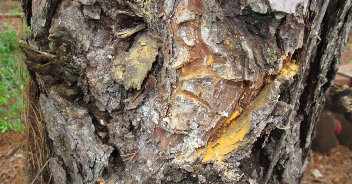 Fusiform rust can cause pine problems | Features | newbernsj.com