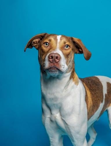 Colonial Capital Humane Society Adoption